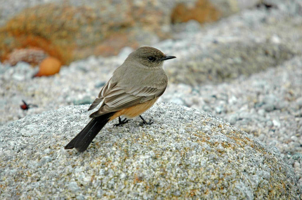 Flycatcher, Say's Phoebe, 2006-02188202 Monterey Coasy & Big Sur, CA.JPG - Say's Phoebe, Monterey Bay, CA, 2-2006